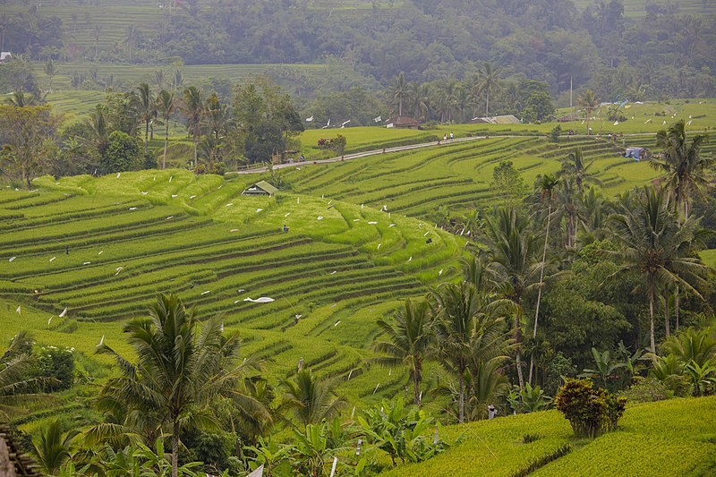 5 Retret Meditasi Terbaik Di Bali, Indonesia